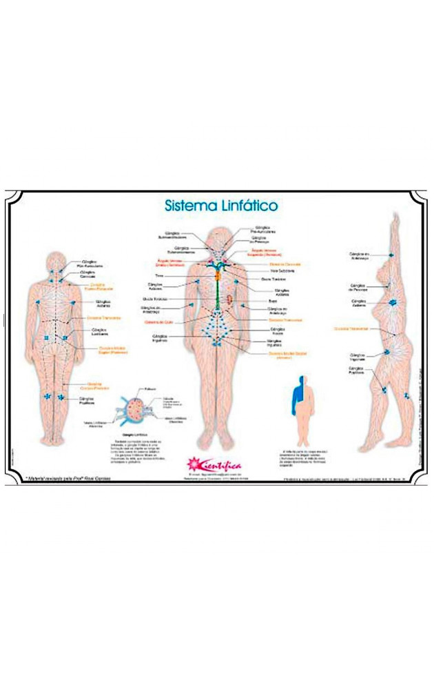 Mapa Sistema Linfático