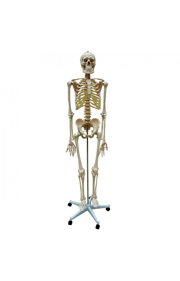 Esqueleto Humano 1,70m