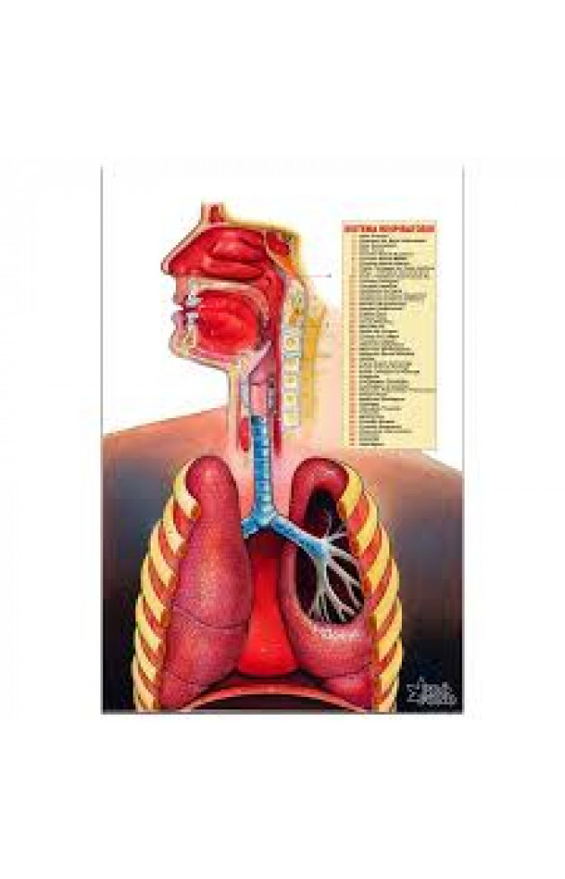 Pôster do Sistema Respiratório Profono