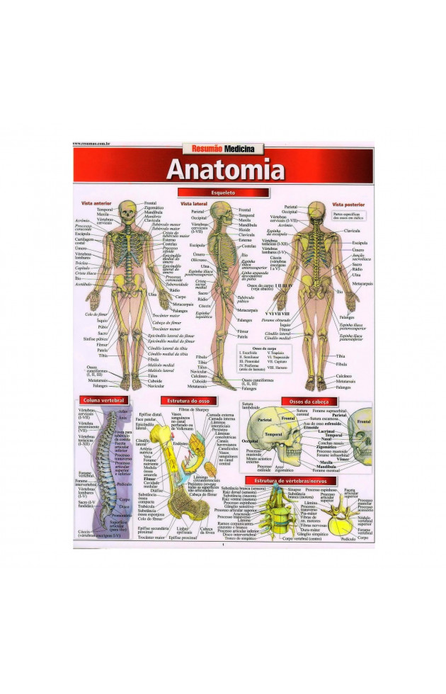 Resumão Anatomia