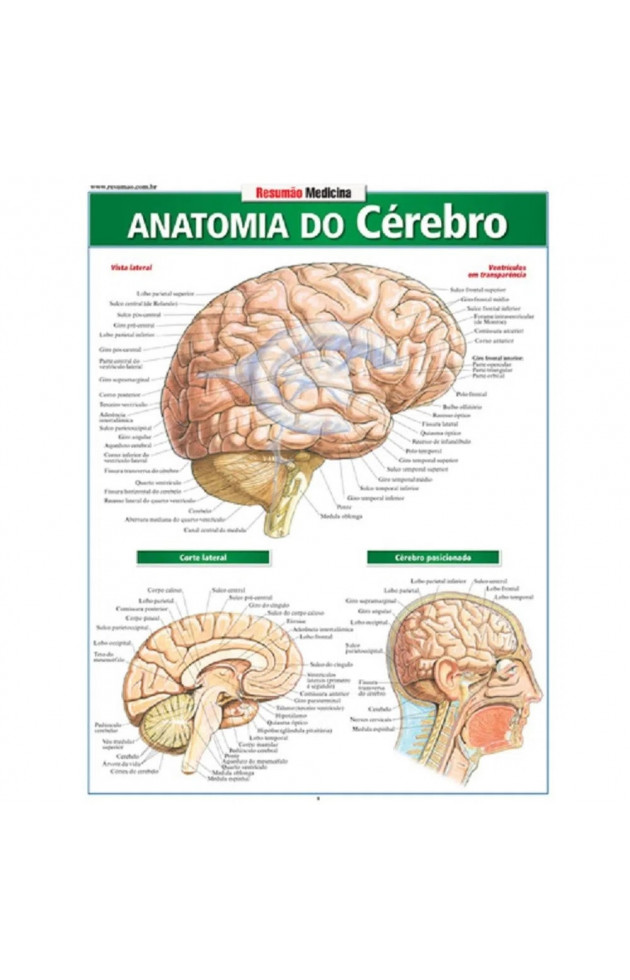 Resumão Anatomia do Cérebro