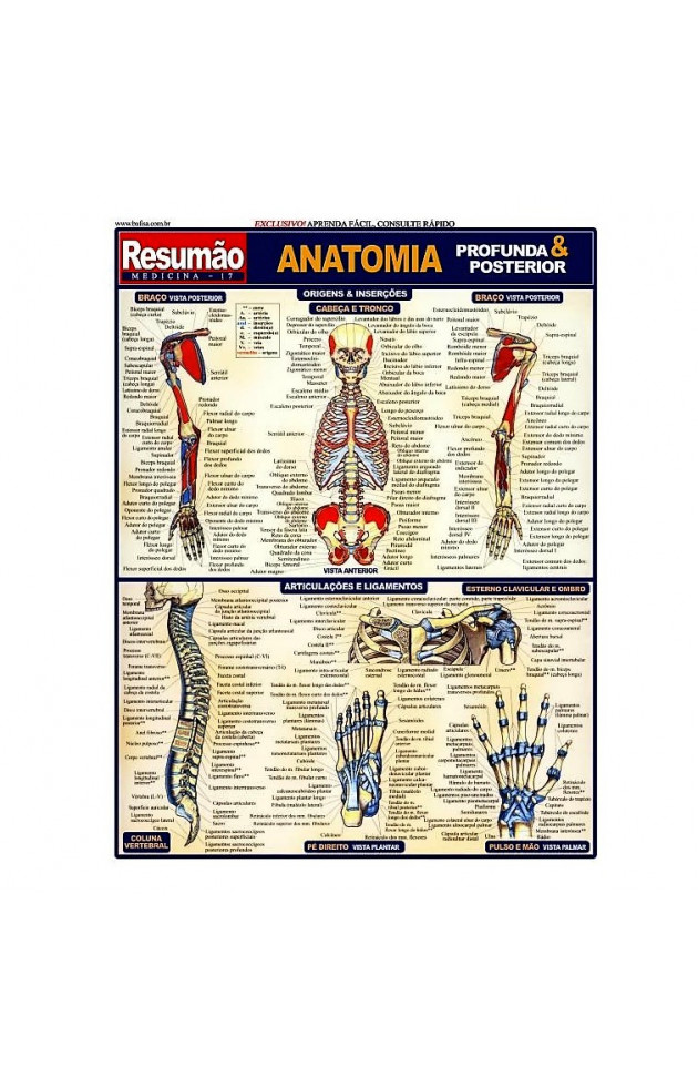 Resumão Anatomia Profunda e Posterior