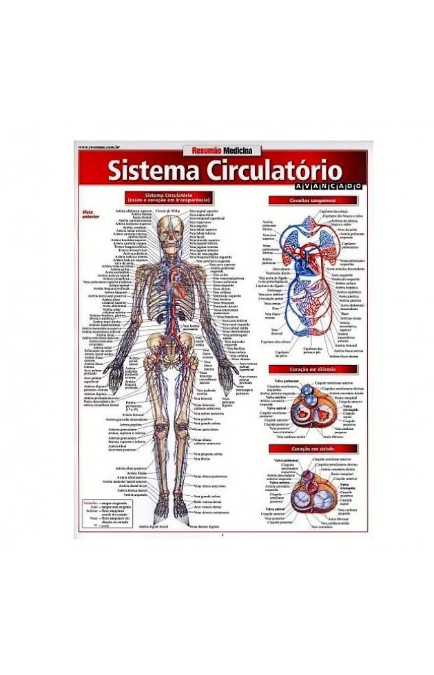 Resumão Sistema Circulatório