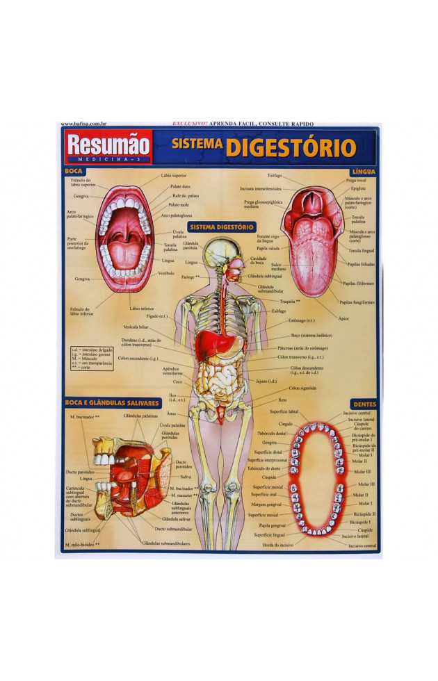 Resumão Sistema Digestório