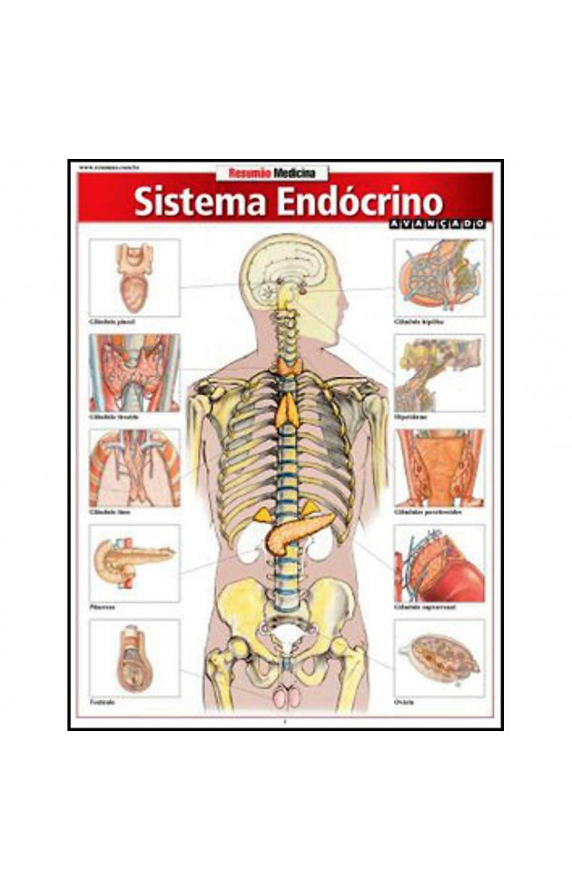 Resumão Sistema Endócrino