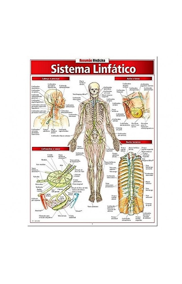 Resumão Sistema Linfático