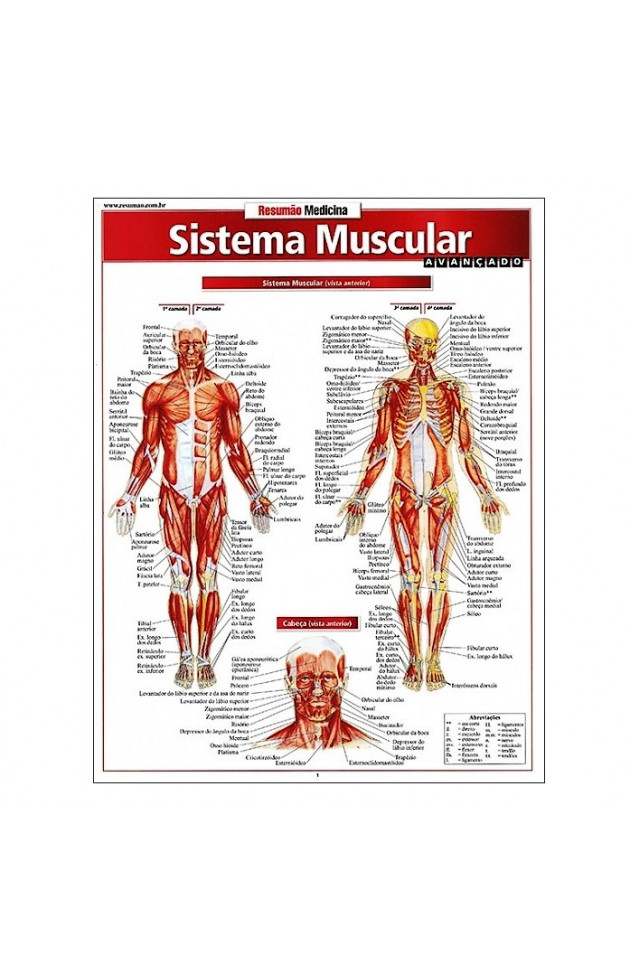 Resumão Sistema Muscular