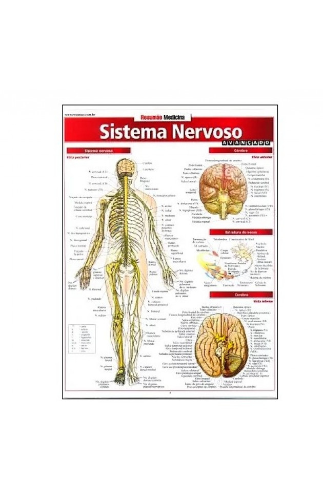Resumão Sistema Nervoso