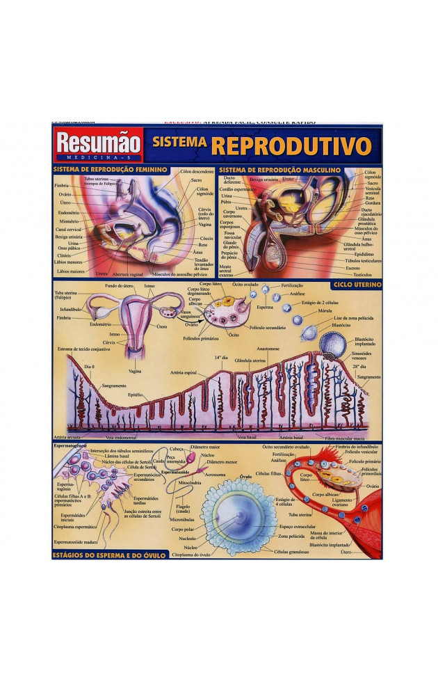 Resumão Sistema Reprodutivo