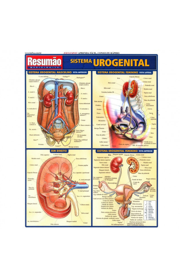 Resumão Sistema Urogenital