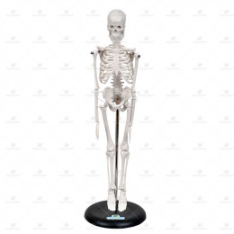 Esqueleto Humano 45cm