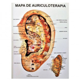 Mapa de Auriculoterapia em PVC P