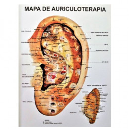 Mapa de Auriculoterapia em PVC G