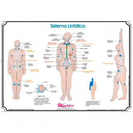 Mapa Sistema Linfático