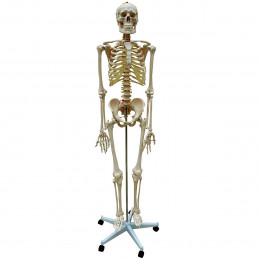 Esqueleto Humano 1,70m