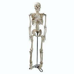 Esqueleto Humano 85cm