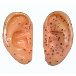 Orelha com Pontos de Acupuntura Auricular Par