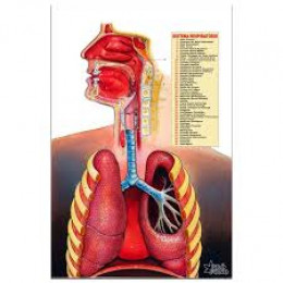 Pôster do Sistema Respiratório Profono