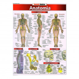 Resumão Anatomia