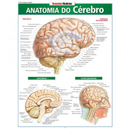 Resumão Anatomia do Cérebro