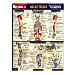 Resumão Anatomia Profunda e Posterior