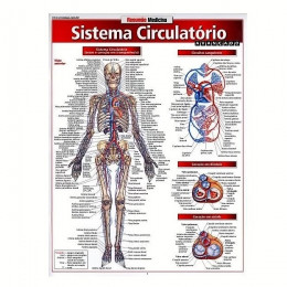 Resumão Sistema Circulatório