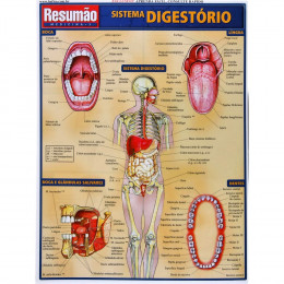 Resumão Sistema Digestório