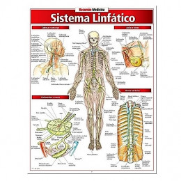 Resumão Sistema Linfático