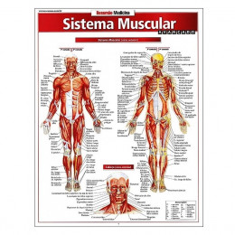 Resumão Sistema Muscular