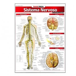 Resumão Sistema Nervoso