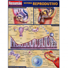 Resumão Sistema Reprodutivo