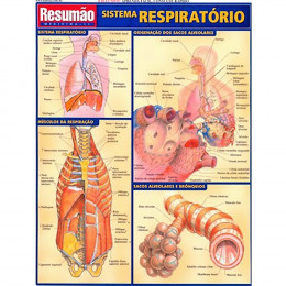 Resumão Sistema Respiratório