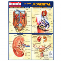 Resumão Sistema Urogenital