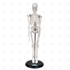 Esqueleto Humano 45cm - 1