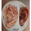 Gabarito de Auriculoterapia - 2