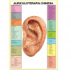 Mapa Auriculoterapia Chinesa - 1