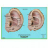 Mapa Cartografia Auricular Francesa - 1