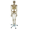Esqueleto Humano 1,70m - 1