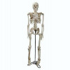 Esqueleto Humano 85cm - 1