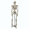 Esqueleto Humano 85cm - 1