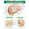 Resumão Anatomia do Cérebro - 1