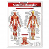 Resumão Sistema Muscular - 1